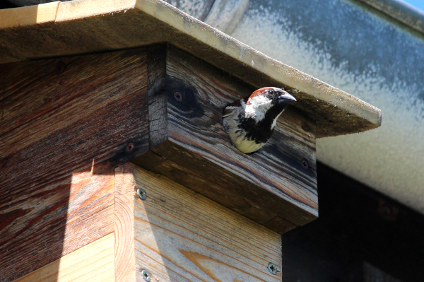 Nichoir à balcon et Moineau domestique © Julia Berthelot